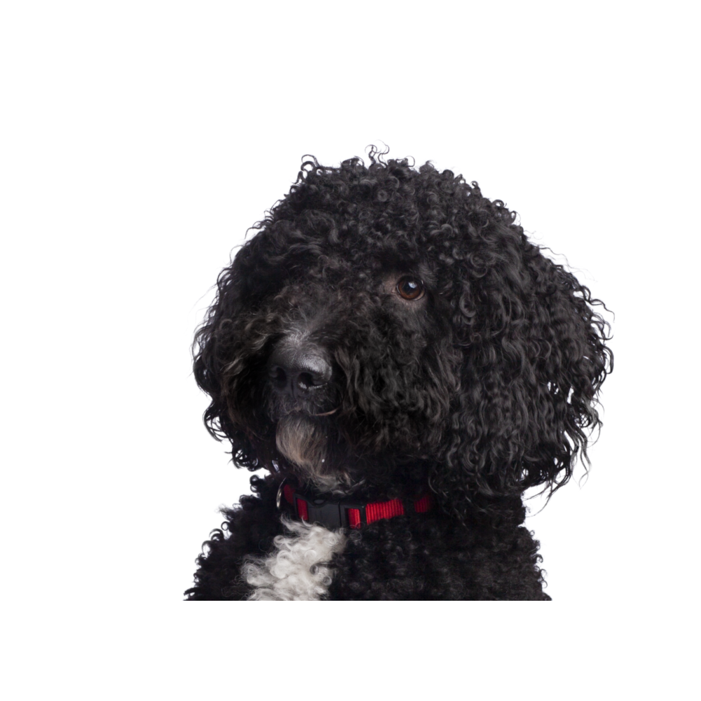 Hugo, kantoorhond